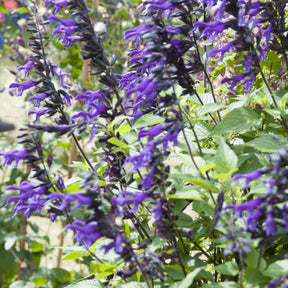 Siersalie Amistad - Willemse