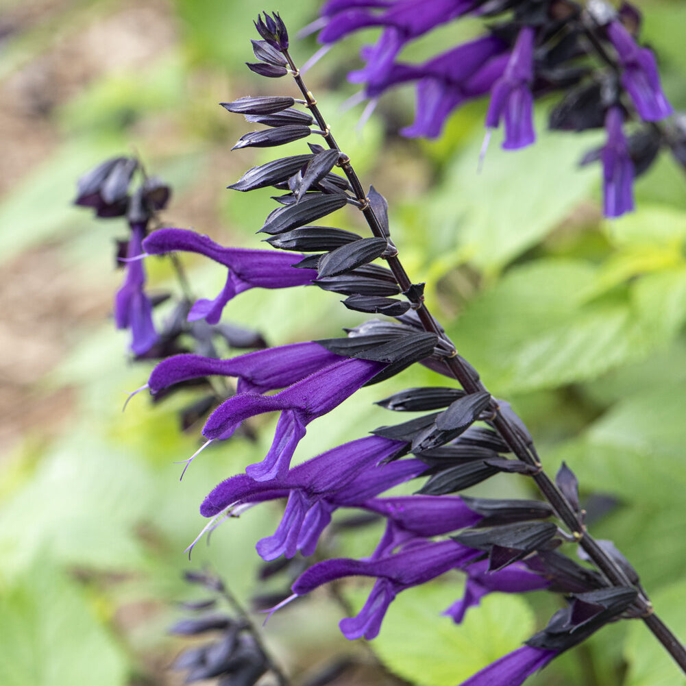 Salie - Siersalie Amistad - Salvia Amistad