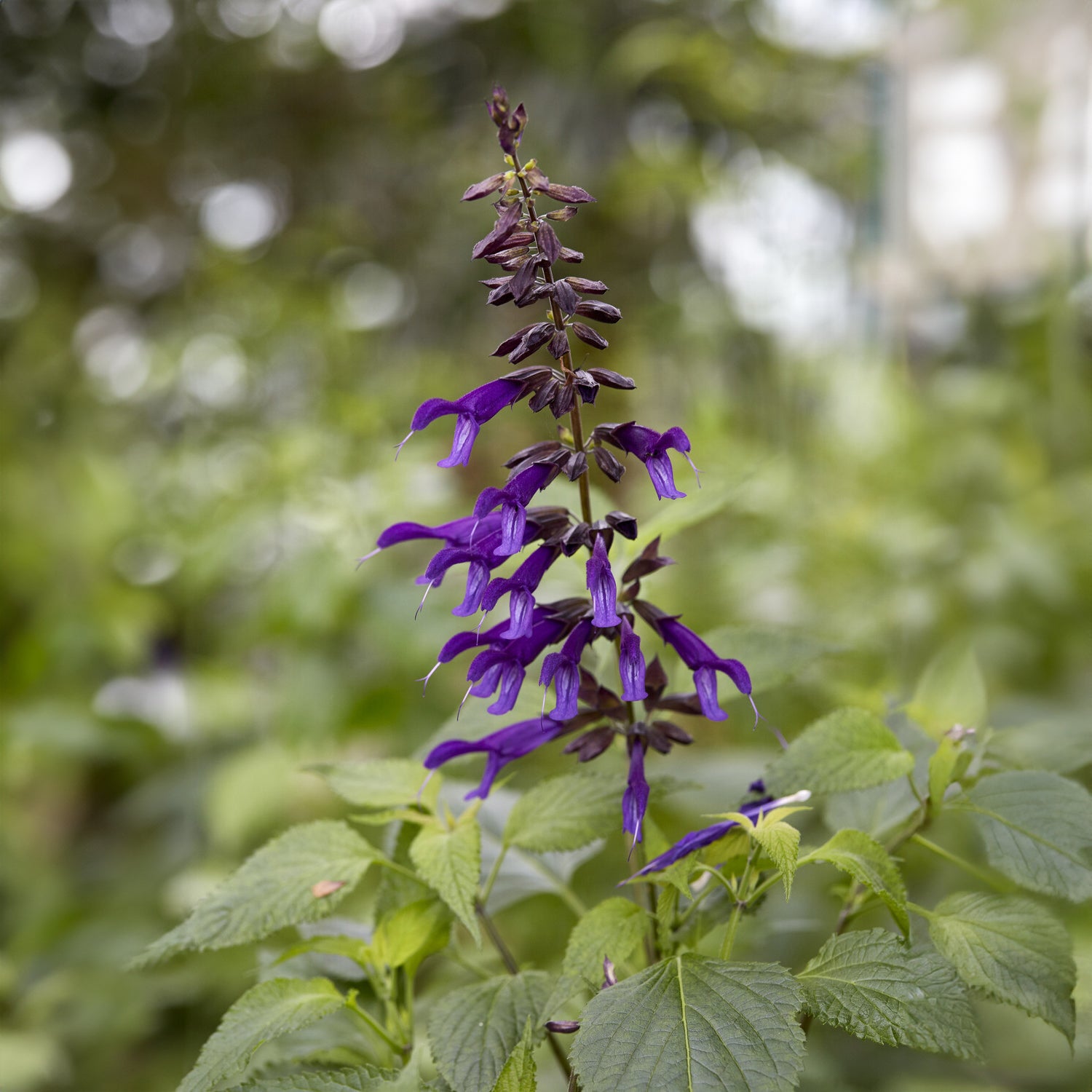 Siersalie Amistad - Salvia Amistad - Willemse