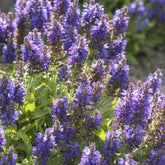 Salie - Siersalie Marcus - Salvia nemorosa Marcus Haeumanarc