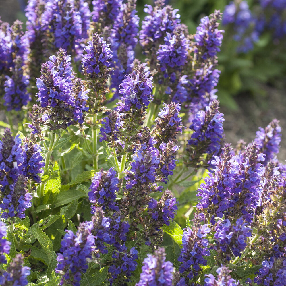 Salie - Siersalie Marcus - Salvia nemorosa Marcus Haeumanarc