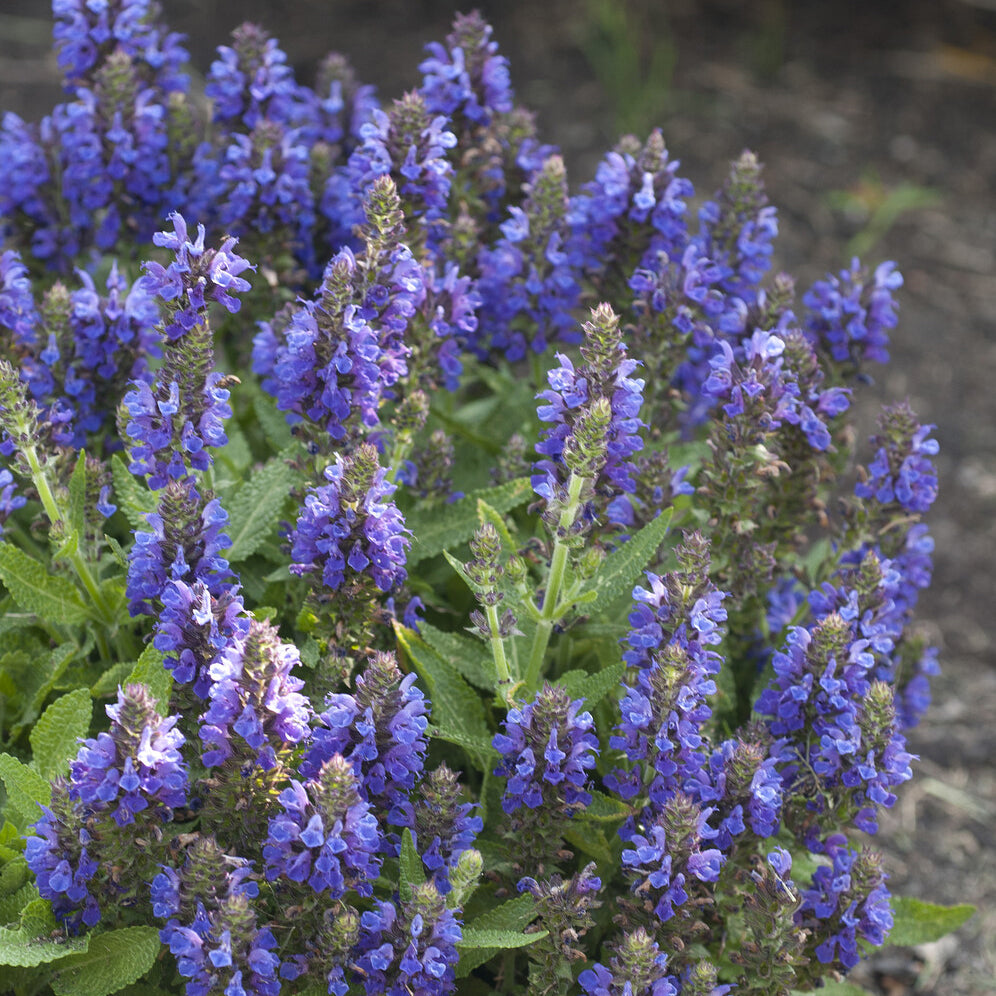 Siersalie Marcus - Willemse