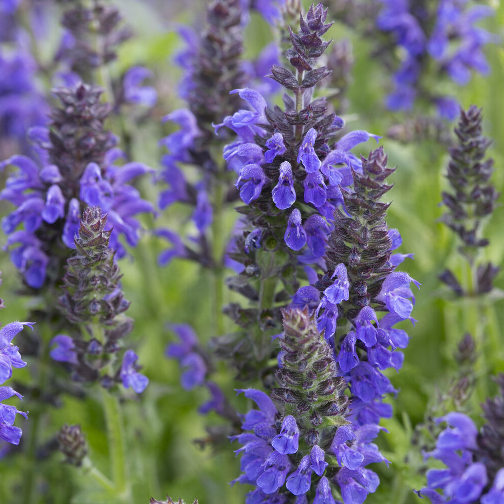 Siersalie Marcus - Salvia nemorosa Marcus Haeumanarc - Willemse