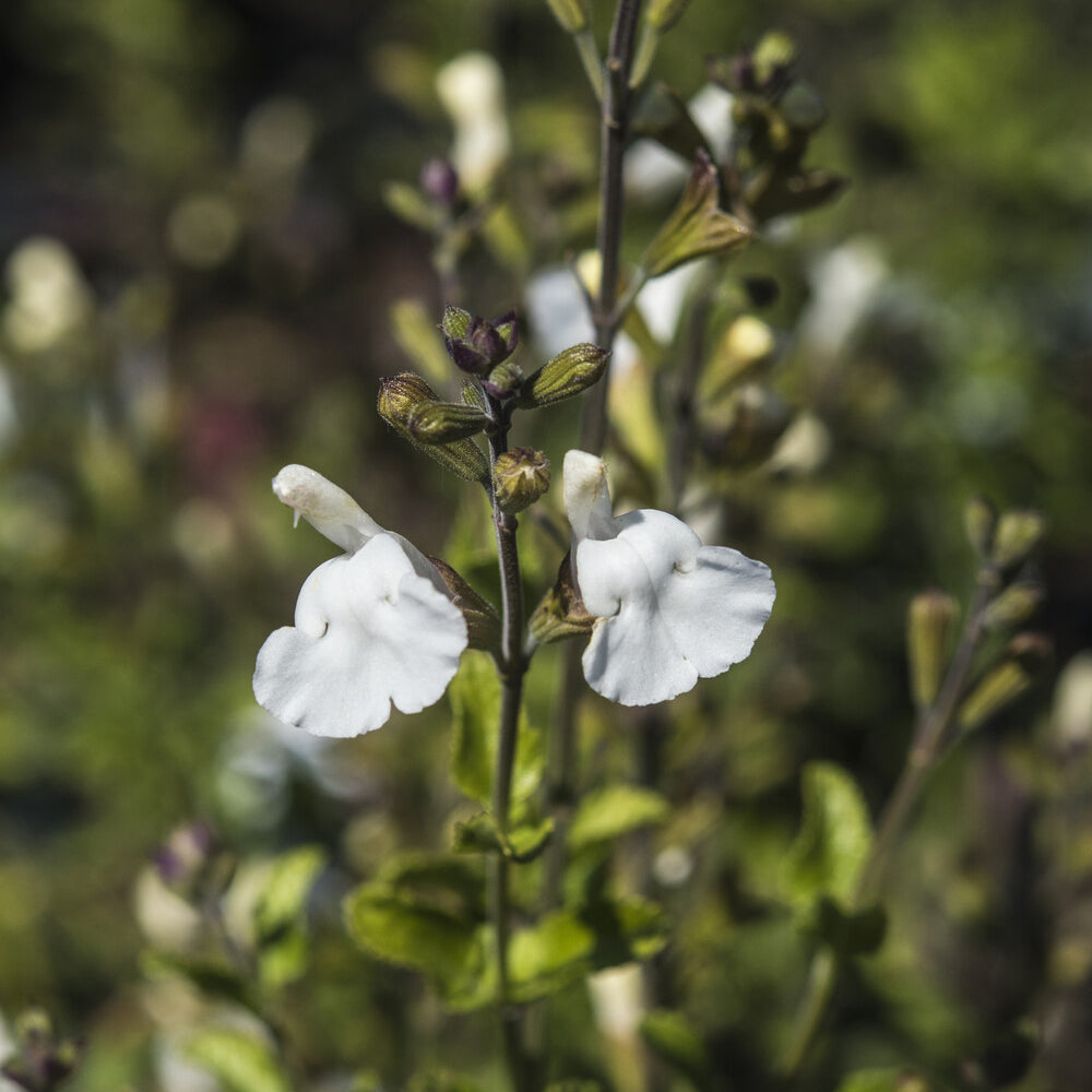 Siersalie Gletsjer - Willemse