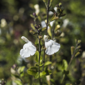 Siersalie Gletsjer - Willemse