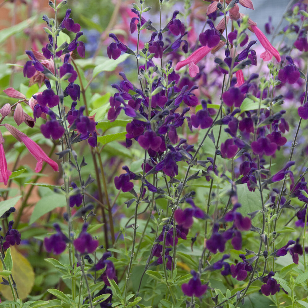 Salvia Nachtvlinder - Siersalie papillon de nuit - Salie