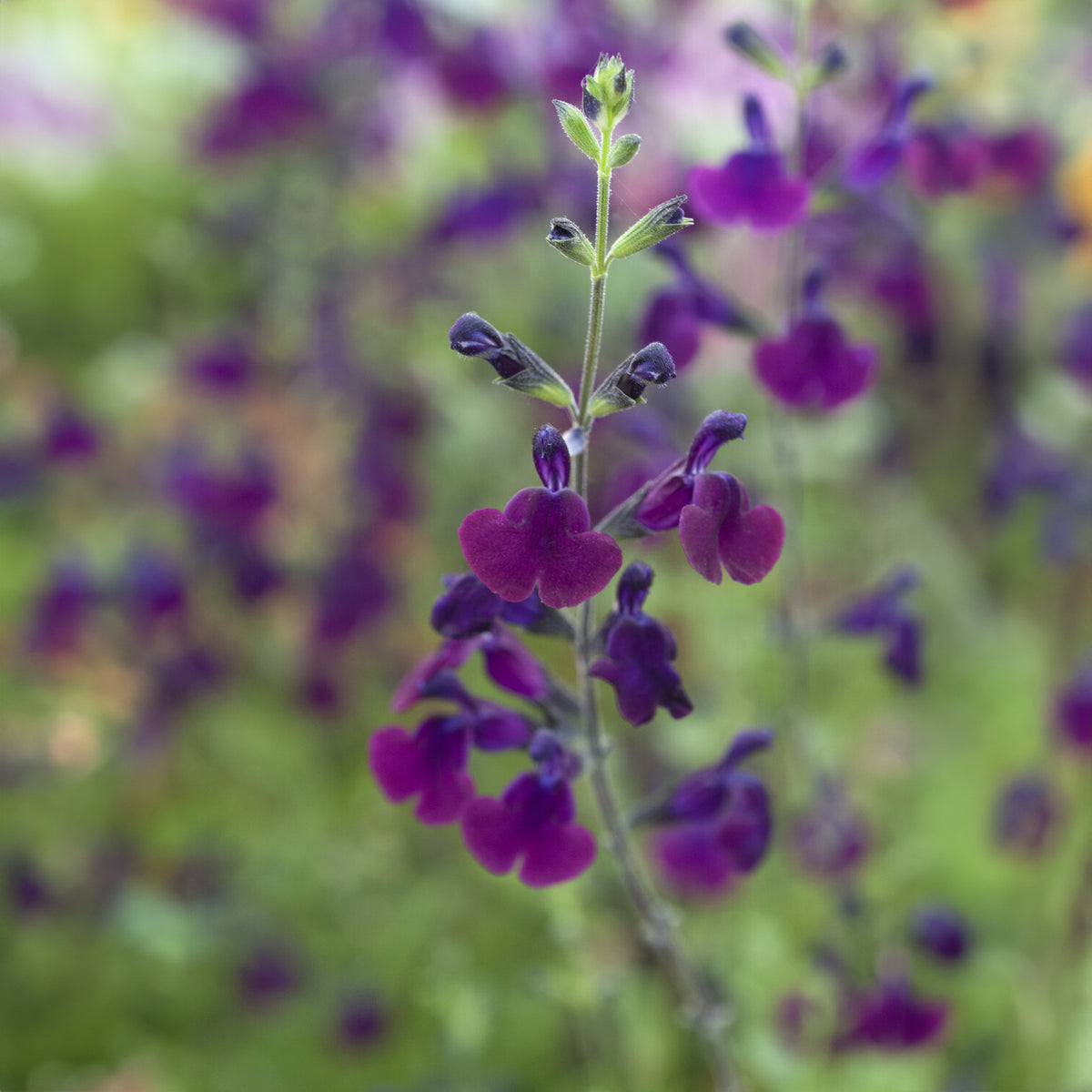 Salie - Siersalie papillon de nuit - Salvia Nachtvlinder