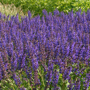 Salvia nemorosa Viola Klose - Siersalie Viola Klose - Salie