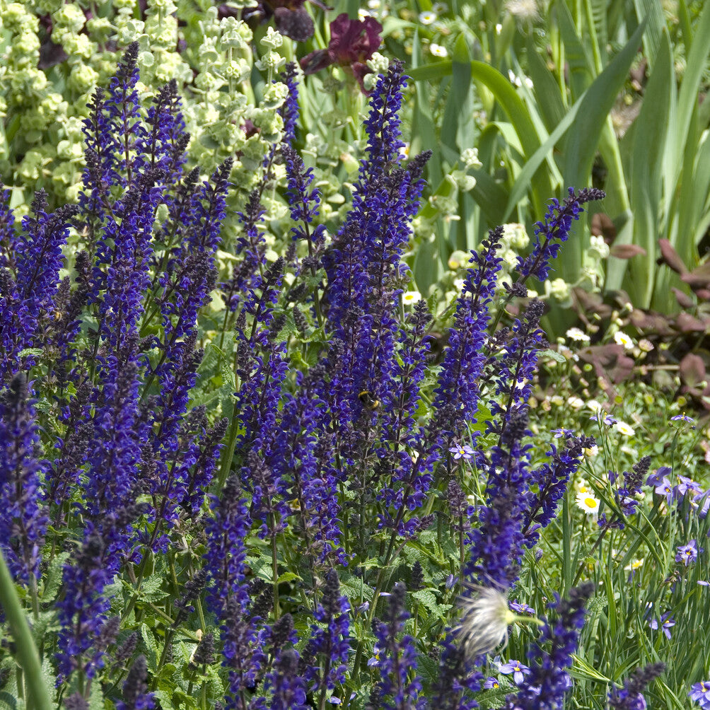 Salie - Siersalie Viola Klose - Salvia nemorosa Viola Klose