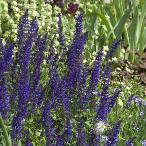 Salie - Siersalie Viola Klose - Salvia nemorosa Viola Klose