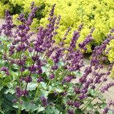 Siersalie verticillée Purple Rain - Willemse