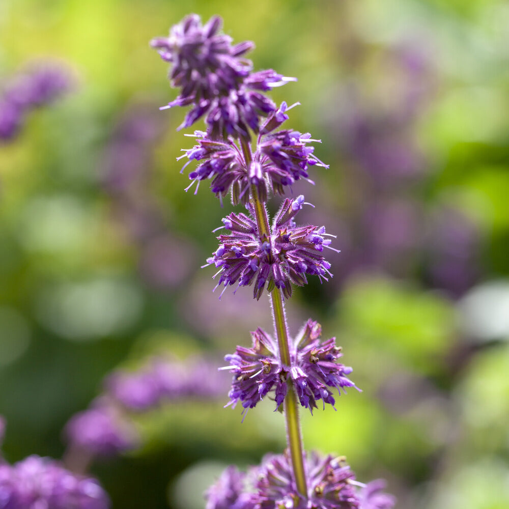 Siersalie verticillée Purple Rain - Salvia verticillata Purple Rain - Willemse