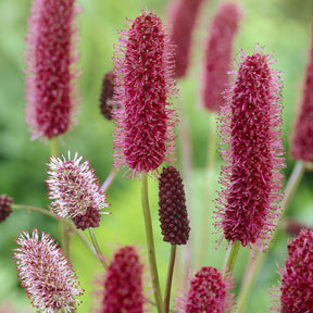 Sanguisorba menziesii - Pimpernel - Pimpernel