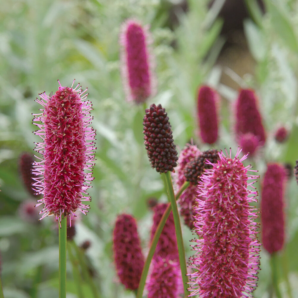 Pimpernel - Sanguisorba menziesii - Willemse