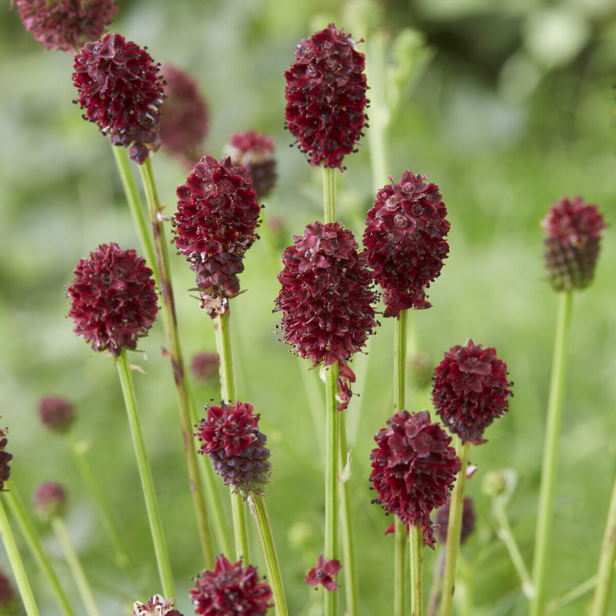 Sanguisorba officinalis Tanna - Pimpernel Tanna - Bloeiende vaste planten