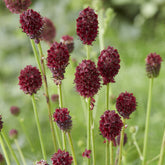 Sanguisorba officinalis Tanna - Pimpernel Tanna - Bloeiende vaste planten