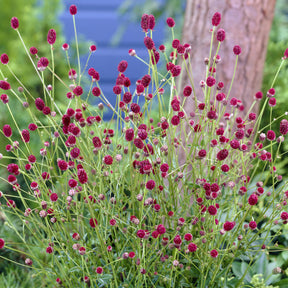 Pimpernel Tanna - Sanguisorba officinalis Tanna - Willemse