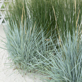 Leymus arenarius Blue Dune - Strandhaver Blue Dune - Siergrassen