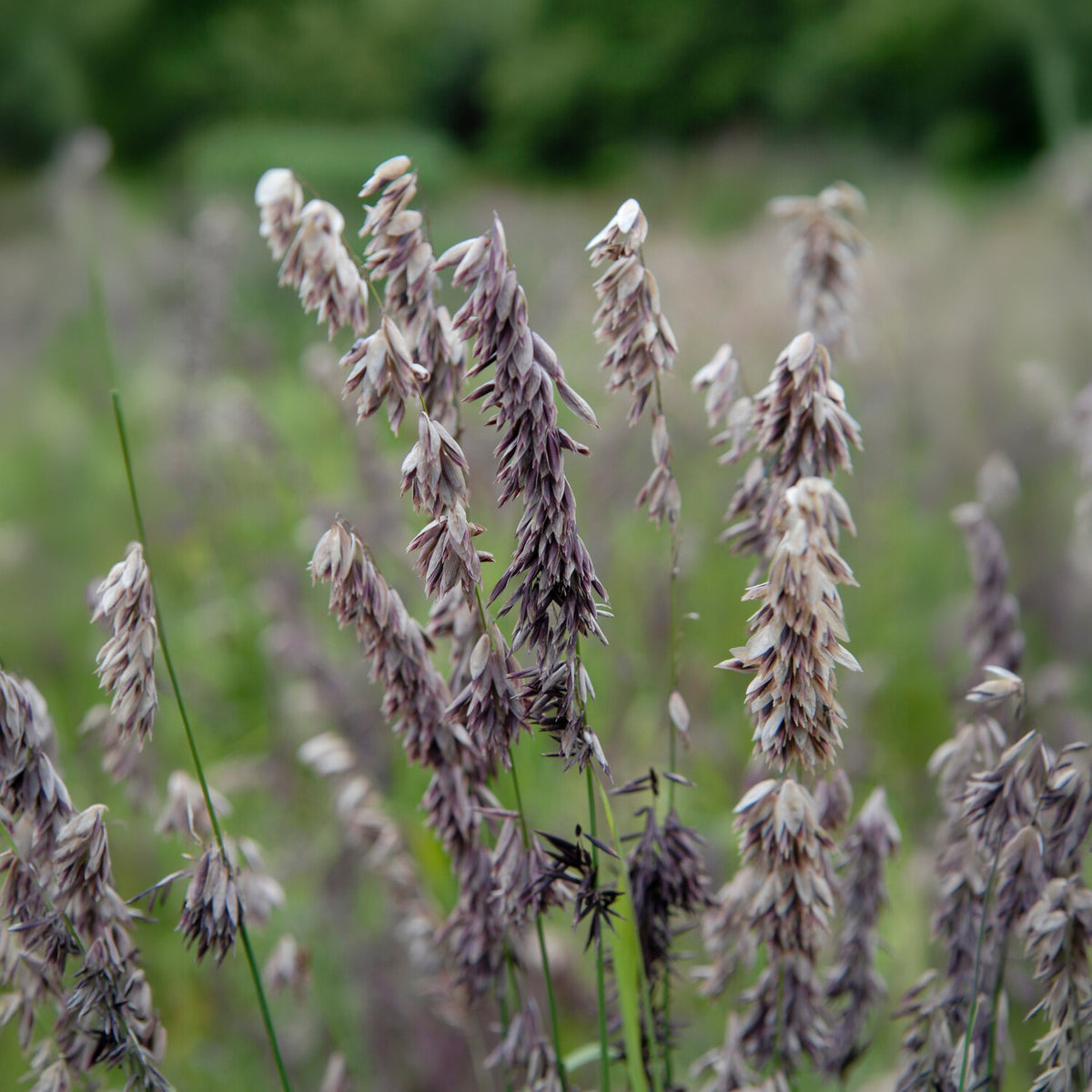 Parelgras - Melica altissima atropurpurea - Willemse