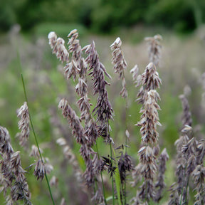 Parelgras - Melica altissima atropurpurea - Willemse