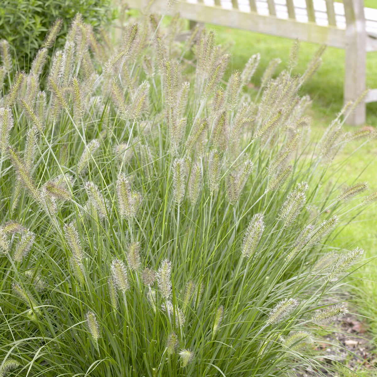 Pennisetum alopecuroides herbstzauber - Lampenpoetsersgras 'Herbstzauber' - Pennisetum