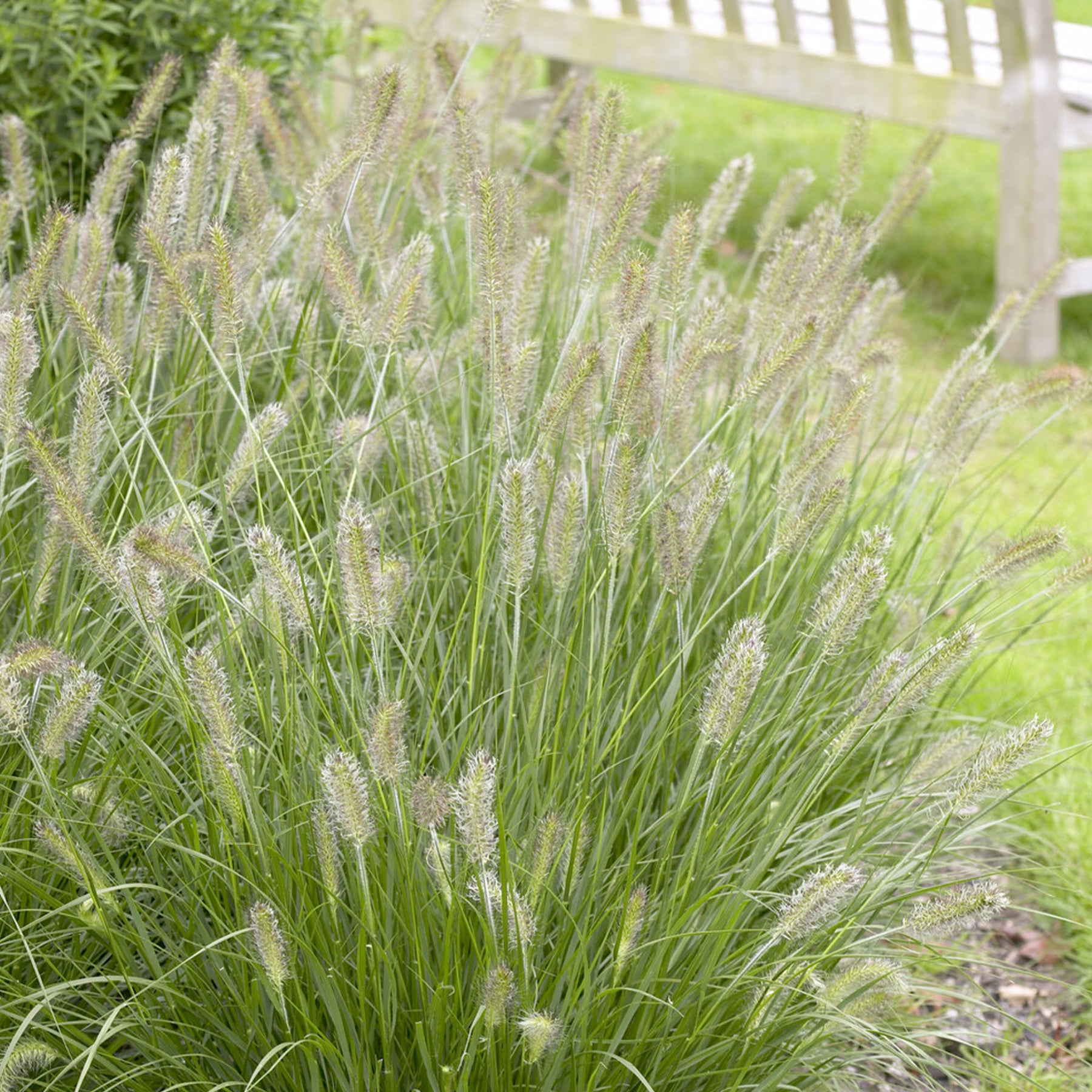 Pennisetum alopecuroides herbstzauber - Lampenpoetsersgras 'Herbstzauber' - Pennisetum