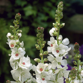 Griekse malva - Sidalcea candida - Willemse