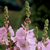 Sidalcea - Griekse malva Elsie Heugh - Sidalcea Elsie Heugh
