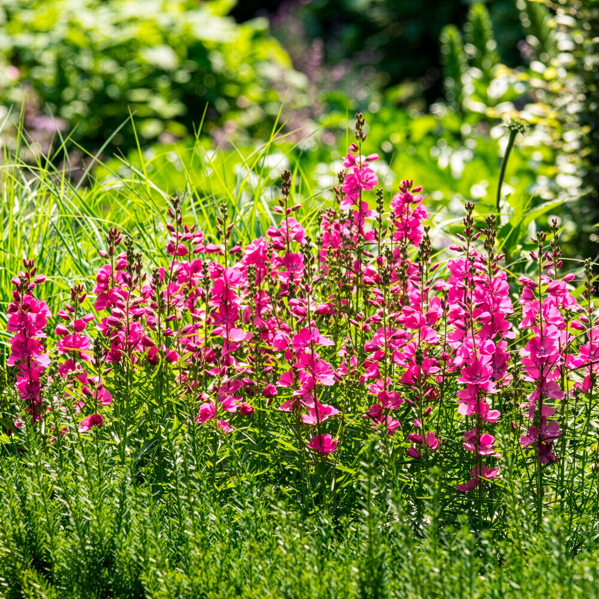 Griekse malva Brilliant - Sidalcea oregana Brilliant - Willemse
