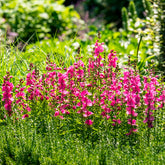 Griekse malva Brilliant - Sidalcea oregana Brilliant - Willemse