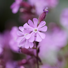 Lijmkruid - Silene dioica - Willemse