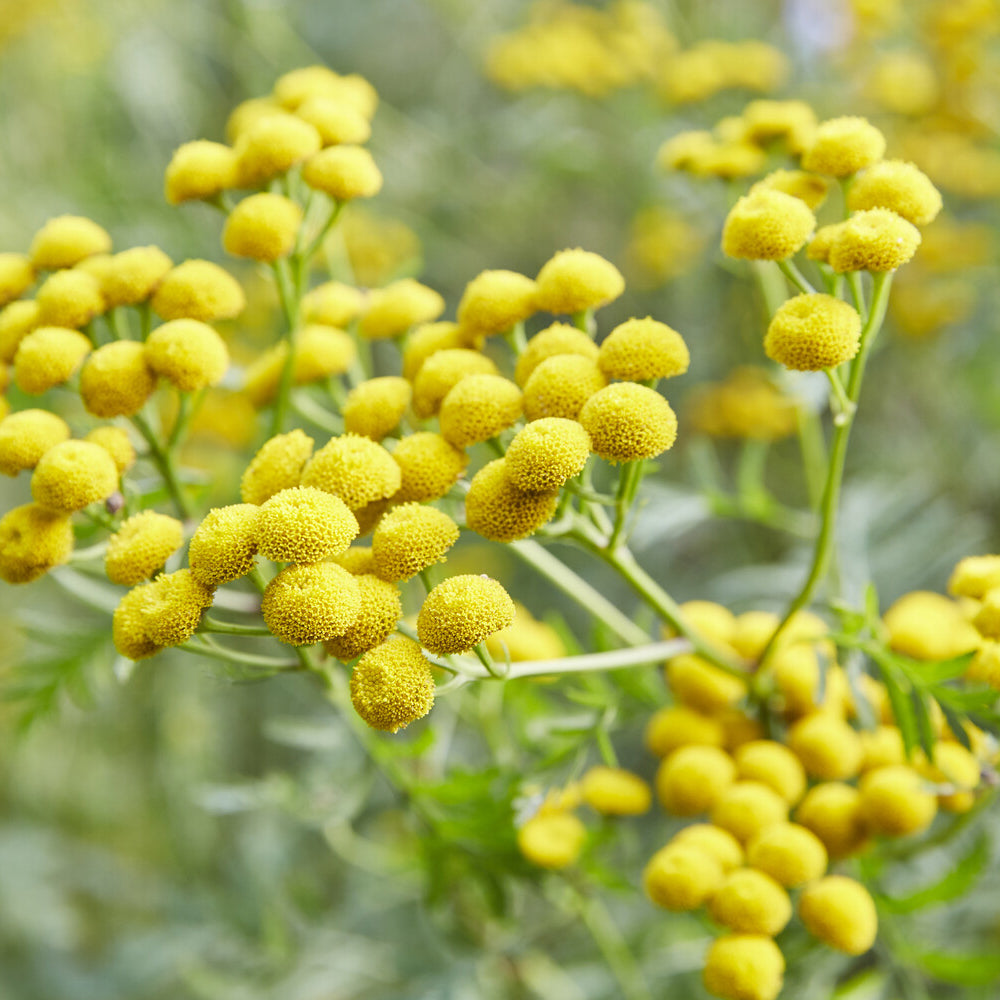 Tanacetum vulgare - Boerenwormkruid - Vaste planten