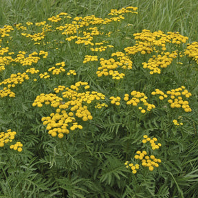 Vaste planten - Boerenwormkruid - Tanacetum vulgare
