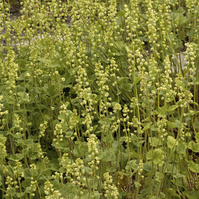 Mijterloof - Willemse