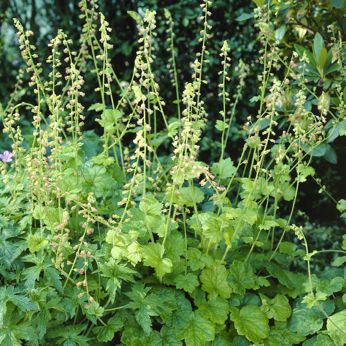 Tellima grandiflora - Mijterloof - Vaste planten
