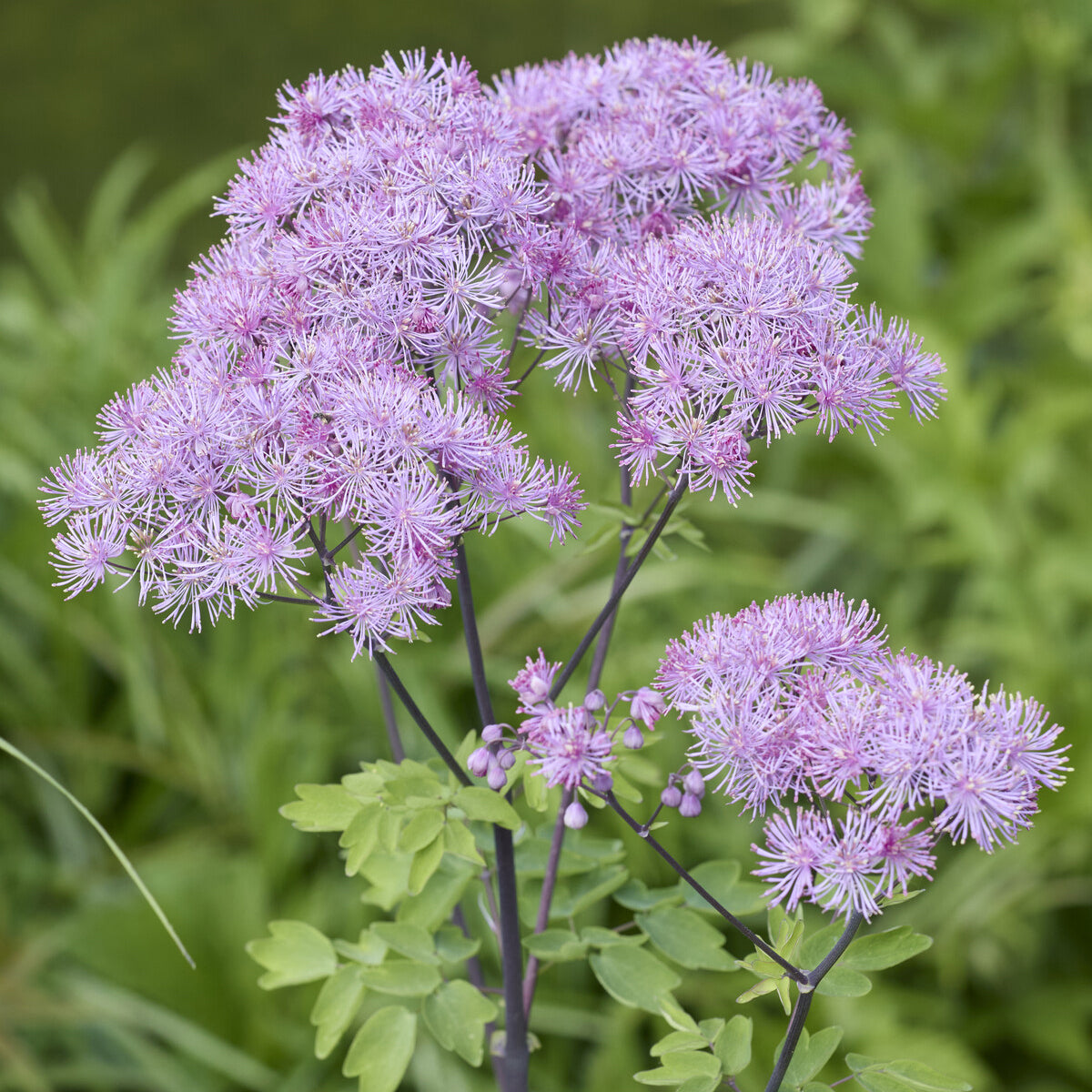 Akeleiruit - Thalictrum aquilegifolium - Willemse