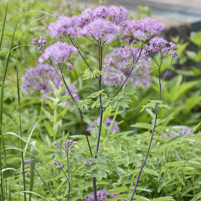 Thalictrum aquilegifolium - Akeleiruit - Ruit