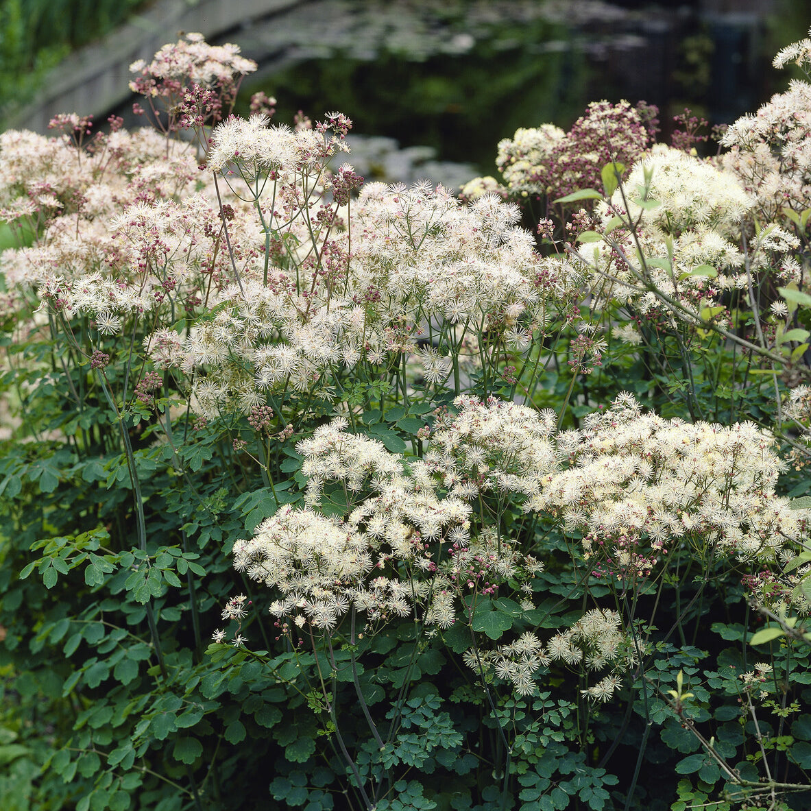 Ruit Delavay Album - Thalictrum delavayi Album - Willemse