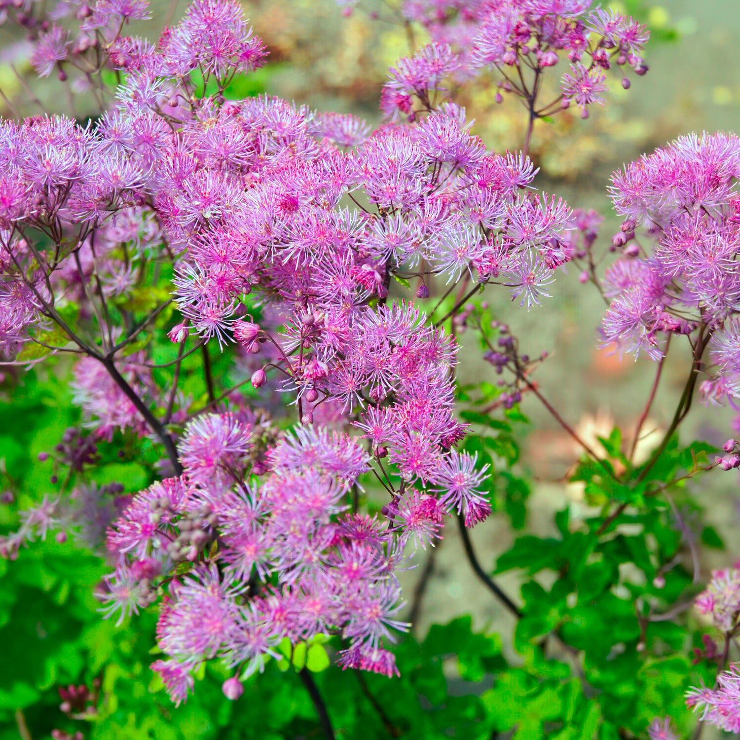 Ruit Black Stockings - Thalictrum black stockings - Willemse