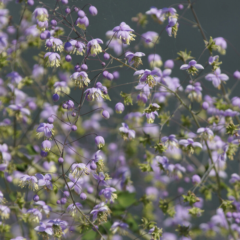 Thalictrum rochebrunianum - Ruit Rochebrun - Vaste planten