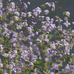Thalictrum rochebrunianum - Ruit Rochebrun - Vaste planten