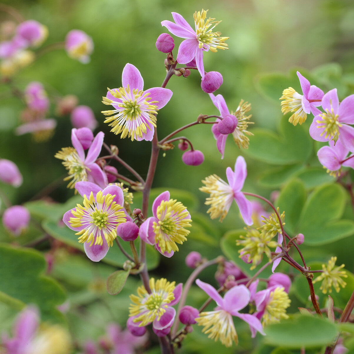 Ruit Rochebrun - Thalictrum rochebrunianum - Willemse
