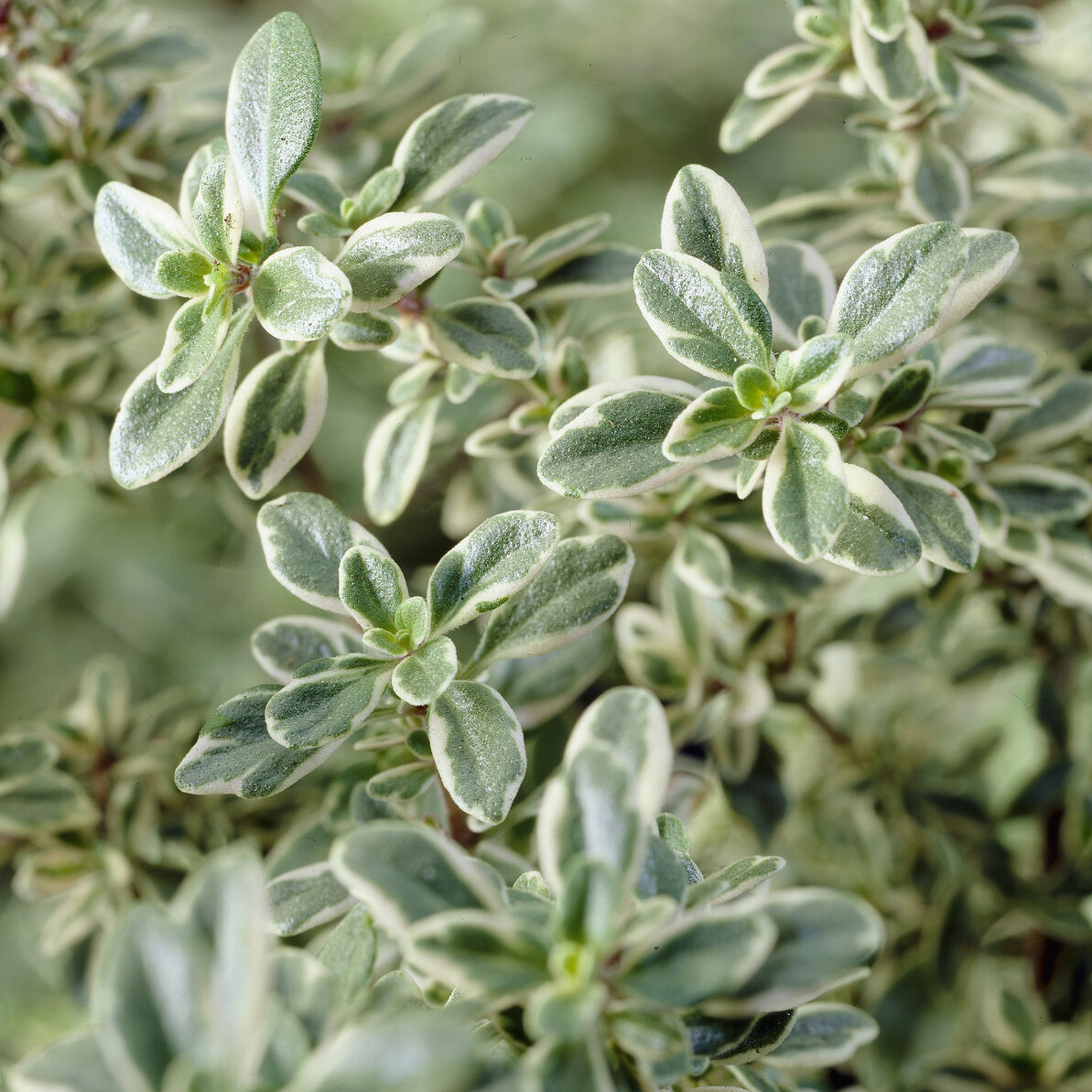 Thijm Silver Queen - Thymus citriodorus Silver Queen - Willemse