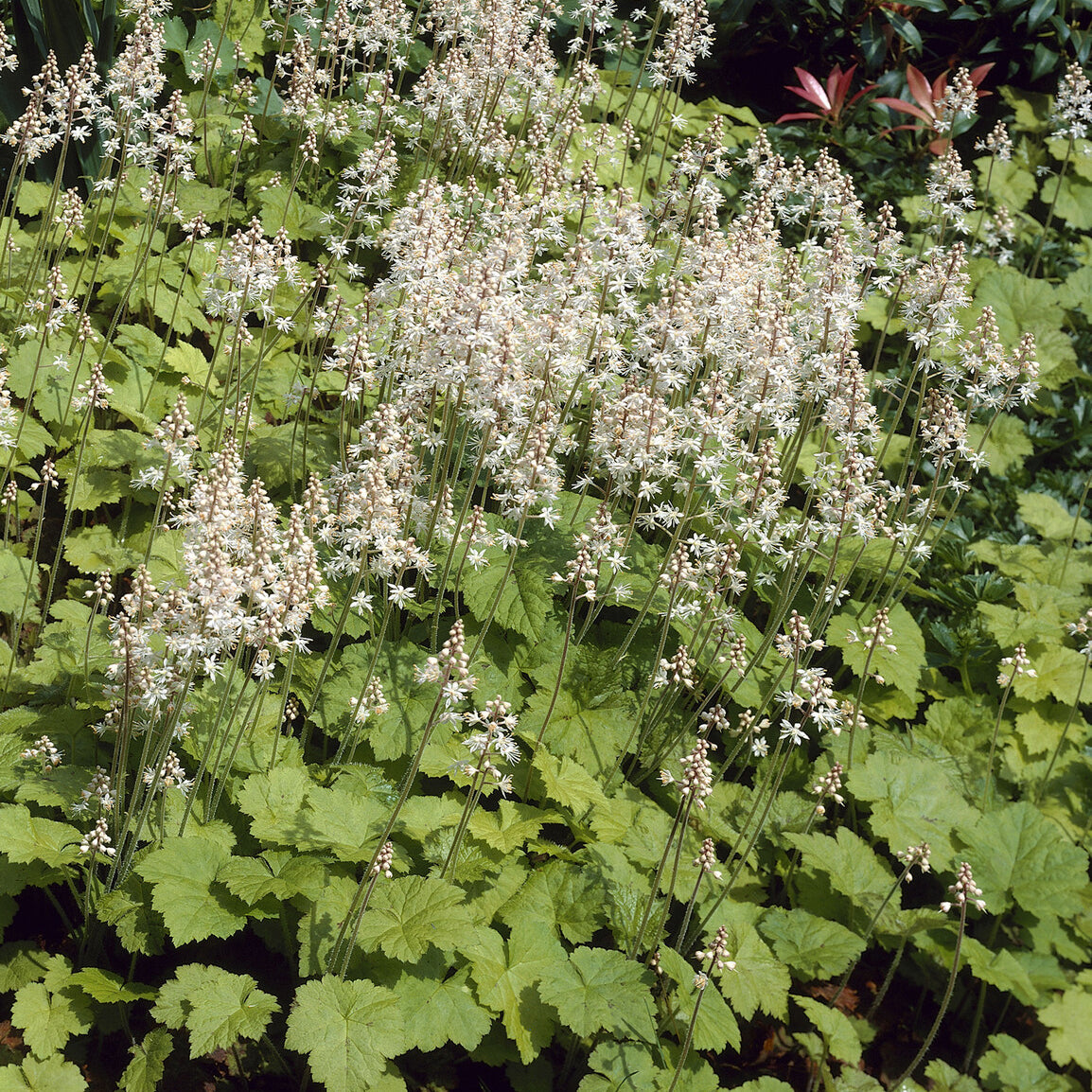 Schuimbloem / Perzische muts