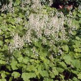 Schuimbloem / Perzische muts