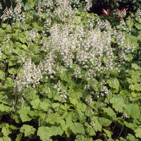 Schuimbloem / Perzische muts