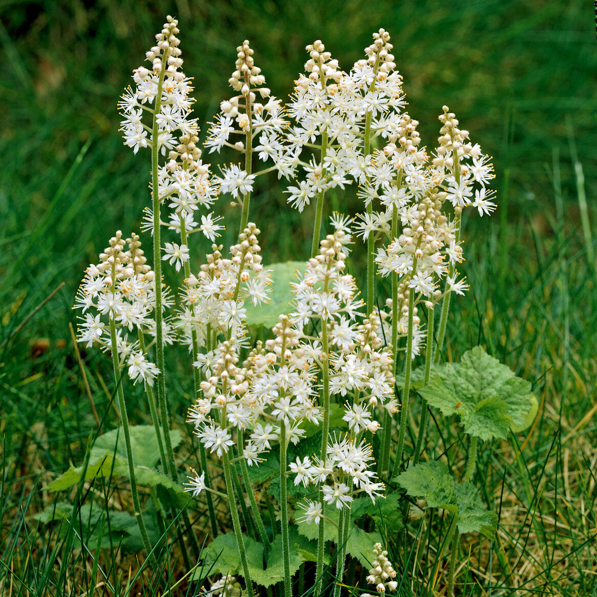 Schuimbloem / Perzische muts - Tiarella cordifolia - Willemse