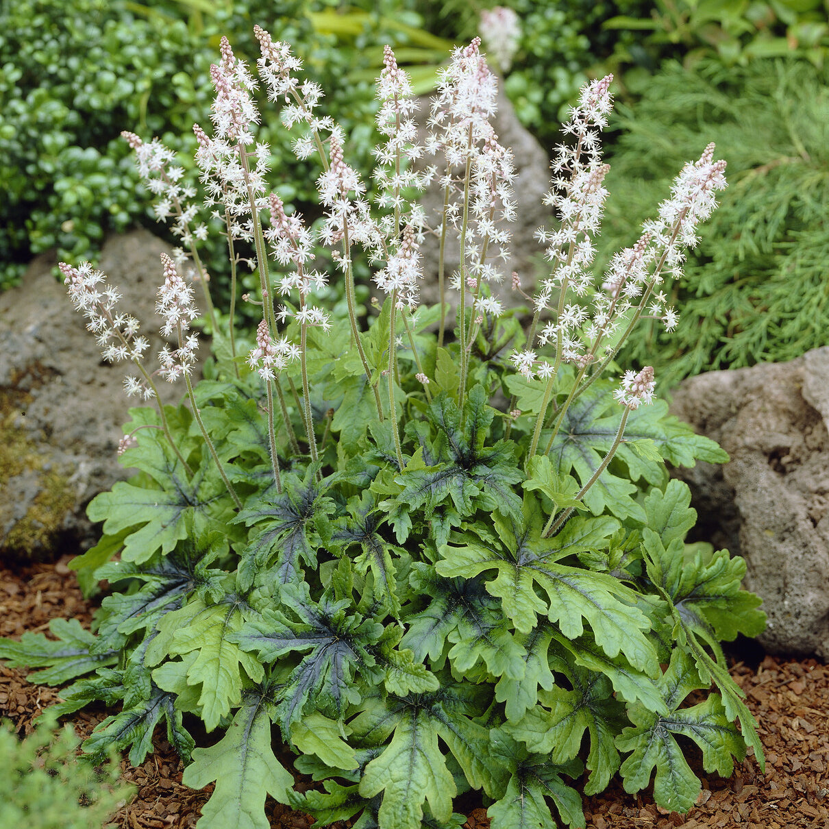 Perzische muts Iron Butterfly - Tiarella Iron Butterfly - Willemse