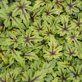 Perzische muts Iron Butterfly - Willemse