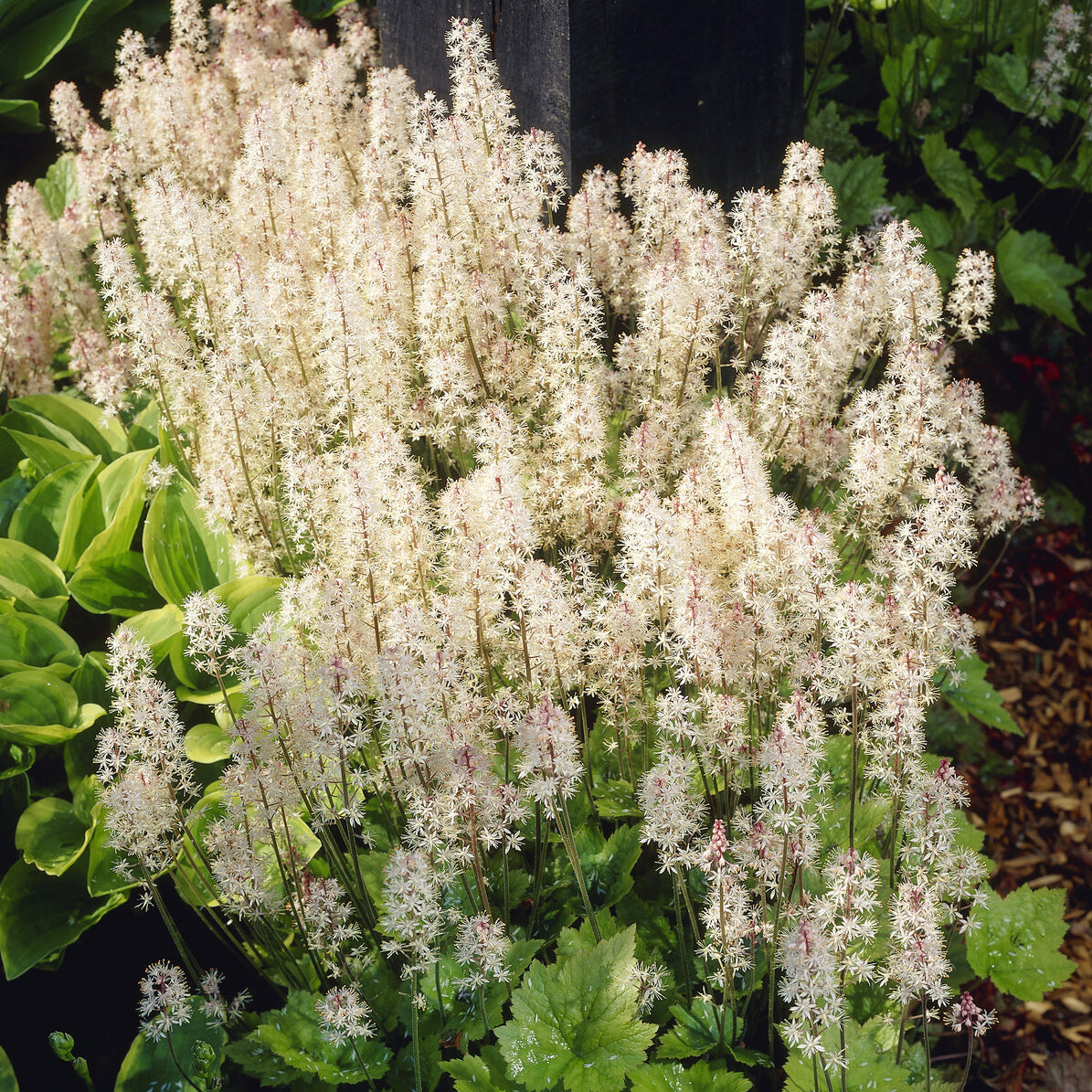 Vaste planten - Perzische muts Wherryi - Tiarella wherryi